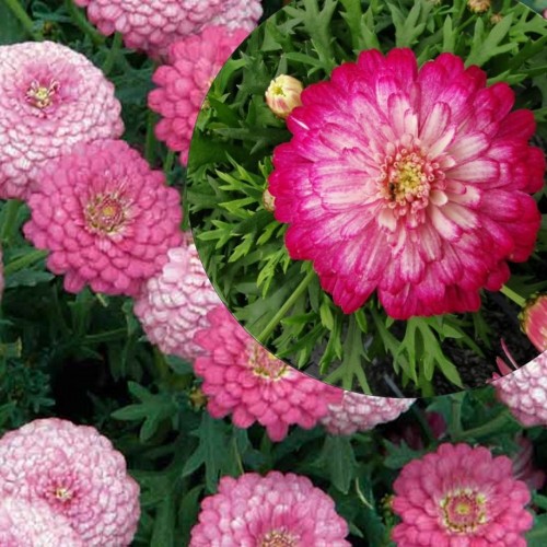 Argyranthemum frutescens 'Aramis® Double Strawberry Cream' - Põõsas-hõbekakar 'Aramis® Double Strawberry Cream' P9/0,55L